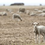 The Origenian Option